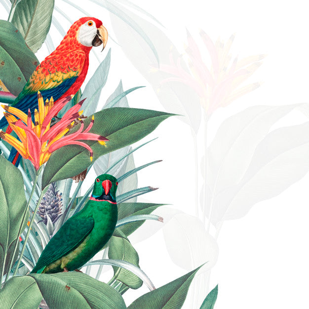 Free Macaw Tropical Mockup Illustration Psd