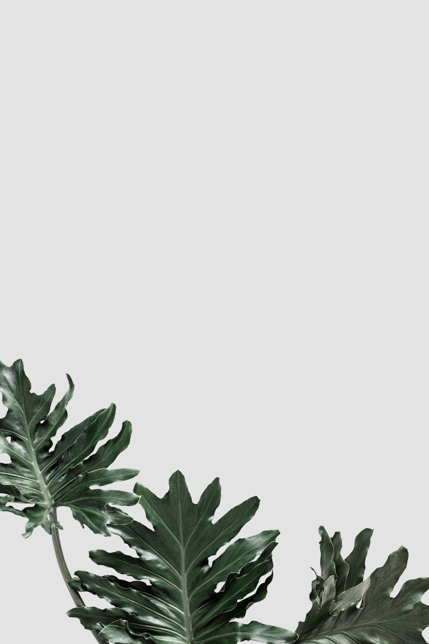 Free '@Shootphotofeedx #Mynt #Mockup #Ake #Psdmockup $Psd Psd