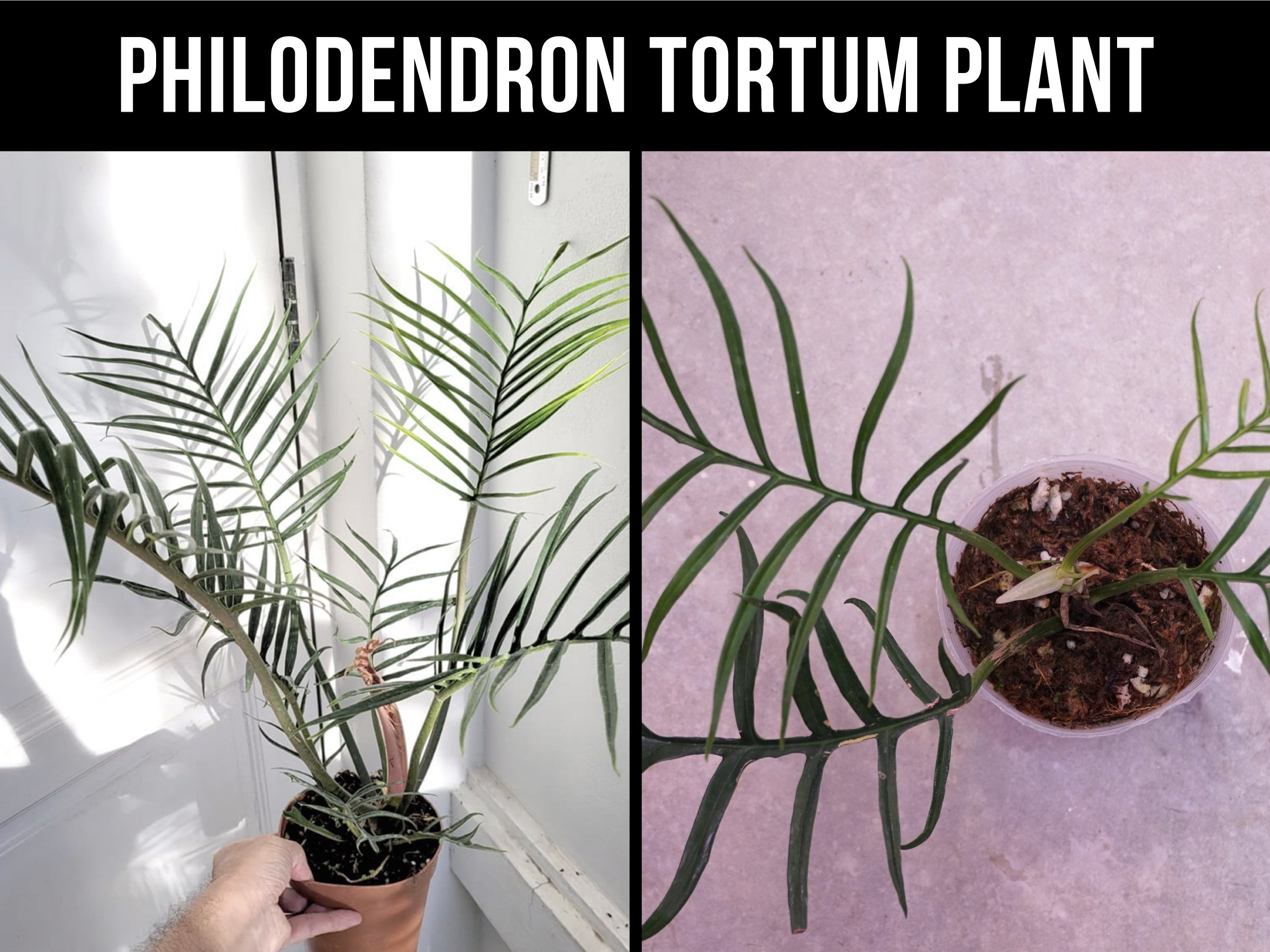 10+ Must-Know Philodendron Tortum Care Tips: Propagation, Pruning, Wat ...