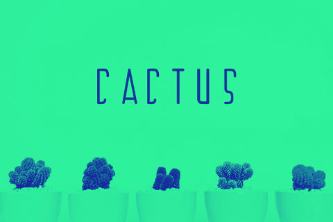 Free Cactus Display Typeface