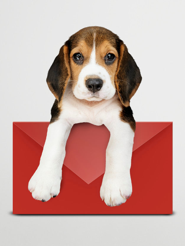 Free Adorable Beagle Puppy With A Red Envelope Mockup Psd