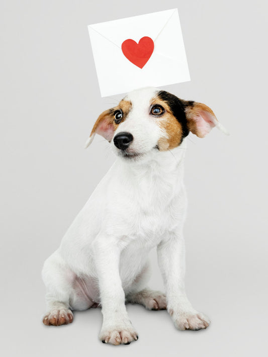 Free Adorable Jack Russell Retriever Puppy With A Love Letter Mockup Psd