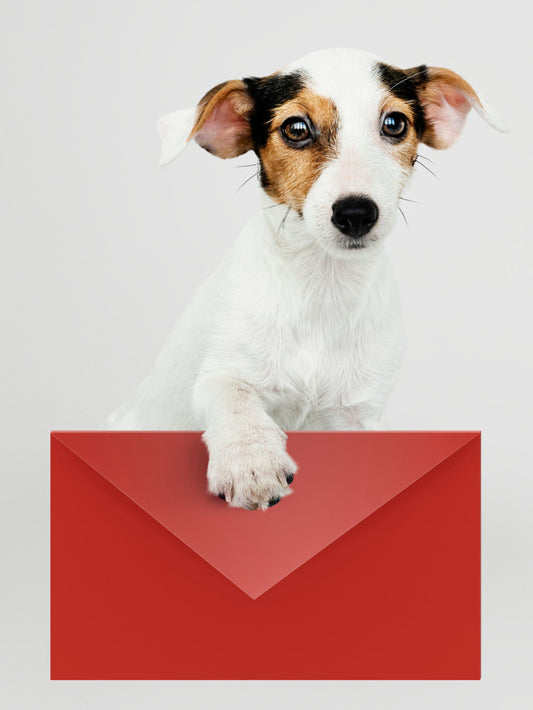 Free Adorable Jack Russell Retriever Puppy With A Red Envelope Mockup Psd