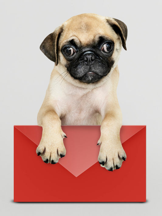 Free Adorable Pug Puppy With A Red Envelope Mockup Psd