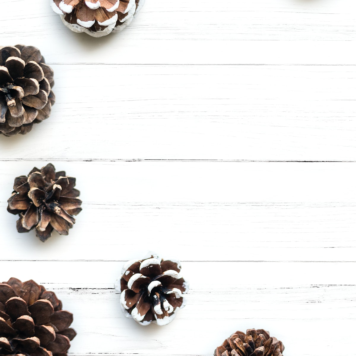Free Blank Space With Pine Cones Mockup