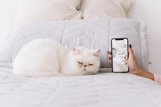 Free Cat And Smartphone Mockup On Couch Psd