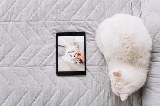 Free Cat And Tablet Mockup On Couch Psd
