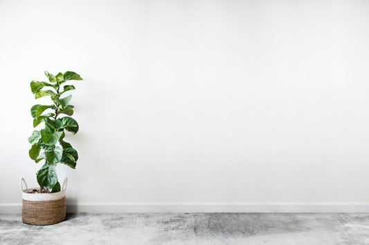 Free Fiddle Leaf Fig In A Room Psd