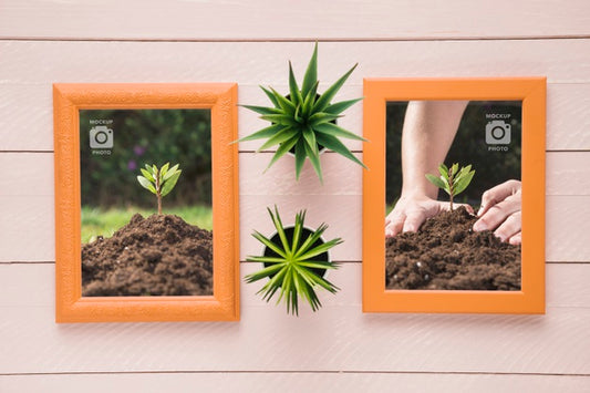 Free Flat Lay Of Rectangular Frames On Wooden Background With Succulents Psd