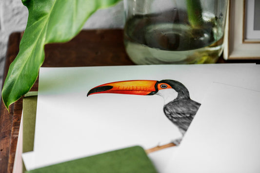 Free Hand Drawing Photo Of Hornbill Bird Psd