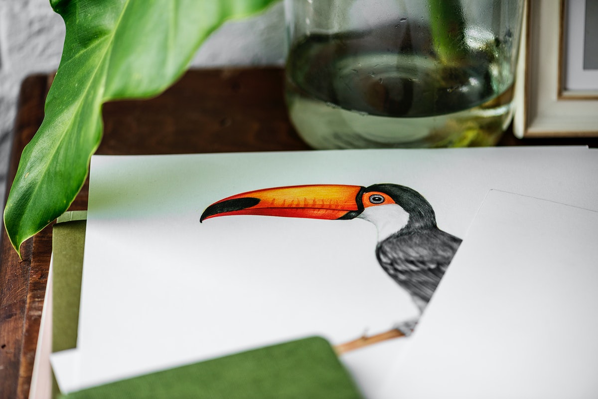 Free Hand Drawing Photo Of Hornbill Bird