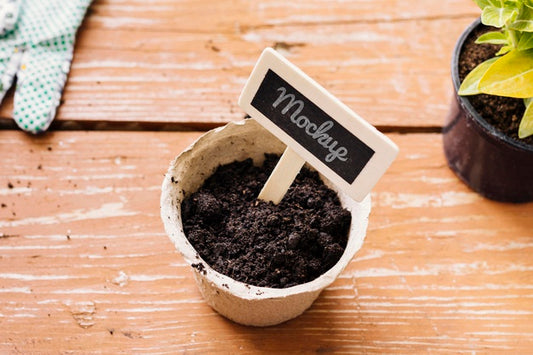 Free High View Plant In A Pot Mock-Up Psd
