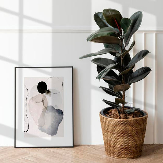 Free Picture Frame Mockup By A Rubber Plant On A Wooden Floor Psd