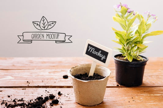 Free Plants In Pots Indoors Mock-Up Psd