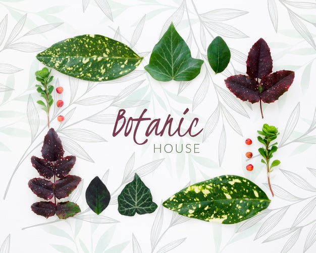 Free Top View Botanic Leaves Collection Psd